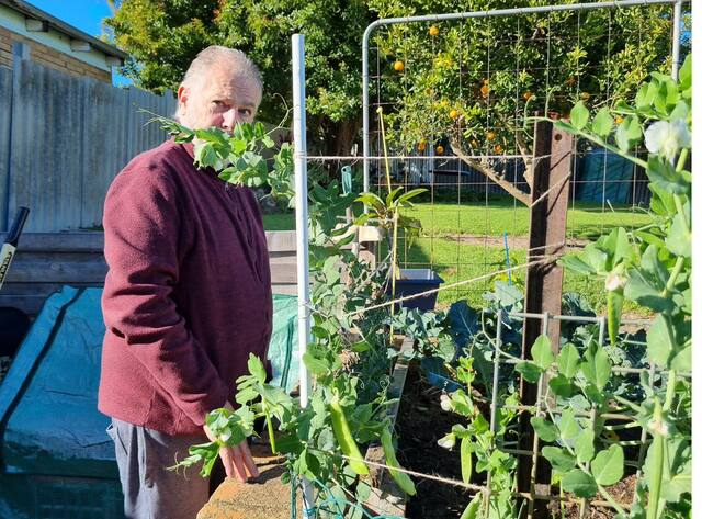 Man in the veggie patch checking snow peas on a trellis